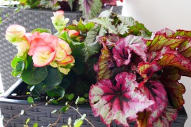 Iniciatyva "Žydim"-3